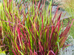 Императа Ред Барон - Долина роз фото 3