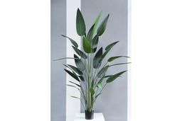 Стрелиция королевская 210см - Зеленый