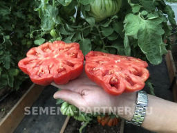 Томат Нина - Партнер фото 5