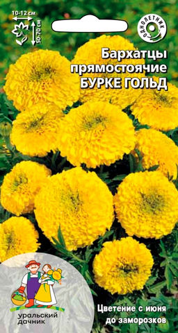 Бархатцы БУРКЕ ГОЛЬД