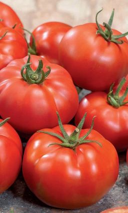 Томат СПАРТАКИАДА F1 Современный, высокоурожайный гибрид! Устойчив к комплексу болезней!