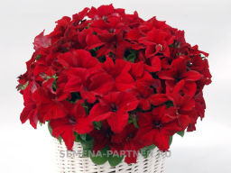 Петуния Кэнди Джолиана прямостоячая красная - Партнер фото 3