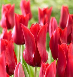 Тюльпан Red Shine (Лилиецветный) - Голландские луковицы фото 2