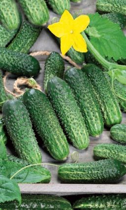 Огурец ПАСАМОНТЕ F1 Огурчиков видимо-невидимо! Букетная завязь! Стабильная урожайность! Плоды без горечи, не перерастают! Идеален для консервирования!