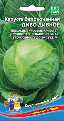 Капуста ДИВО ДИВНОЕ  Высочайшие засолочные качества! Дружное созревание кочанов! Урожайность до 12 кг/м.кв!