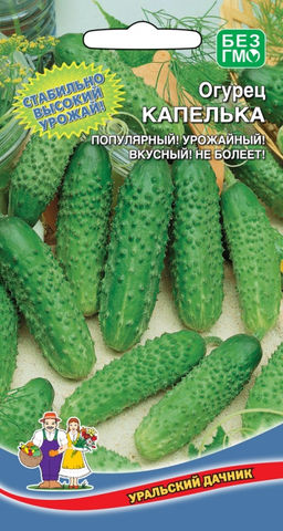 Огурец КАПЕЛЬКА Популярный! Урожайный! Вкусный! Не болеет!