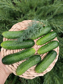 Огурец ДИВНОЕ ДИВО F1 Супер урожай! Пучковый! Сладкий, с нежным ароматом! - Уральский дачник фото 4