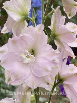 Дельфиниум Пинк Блаш - Партнер фото 3