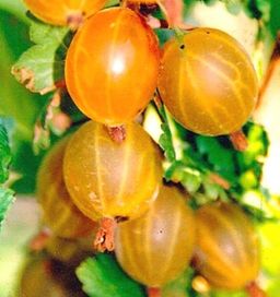 af1434241727eb3950155924a9632937dyu4o0pl6n7u35q