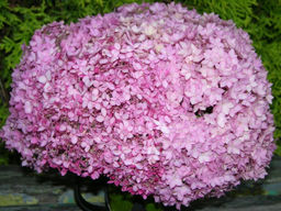 Гортензия Кандибелле Баблгам, горшок, С2-С3 - 1000корней фото 2