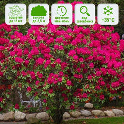 Рододендрон Нова Зембла