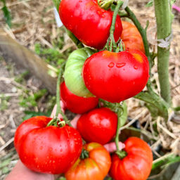 Марманде де Монплеё  Новинка: 2025 года