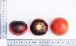 Томат Чёрная Богиня - Партнер фото 4