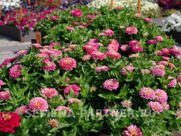 Цинния георгиновидная Сочные тропики Примавера - Партнер фото 8