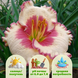 Лилейник Эйджлес Бьюти