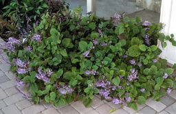 Плектрантус Nico