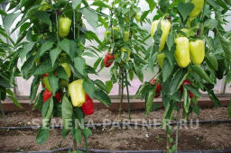 Перец сладкий Темп - Партнер фото 2