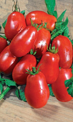 Томат ГЕНЕРАЛЬСКИЙ Не требует сложного ухода! Плодоносит даже в холодное лето! Высокоустойчив к ветрициллёзу!