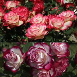 Роза Юбилей Принца Монако