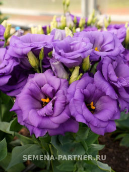 Эустома карликовая махровая лавандово-синяя Леди Эшли - Партнер фото 4