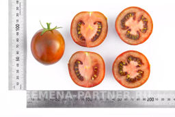 Томат Вендетта - Партнер фото 7