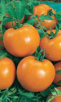 Томат ЛУНА Высокое содержание бета-каротина! Надёжный! Полезный! Сладкий! Крайне неприхотливый, подходит новичкам!