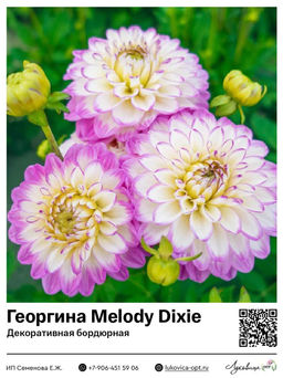 Георгина Melody Dixie (Декоративная бордюрная)
