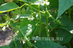 Фасоль Серенгети - Партнер фото 3