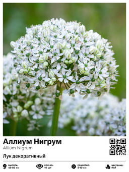 Аллиум Nigrum (Лук декоративный) - Голландские луковицы фото 2