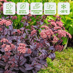 Очиток Чоколэт Черри