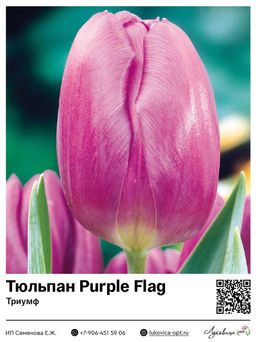 Тюльпан Purple Flag (Триумф)