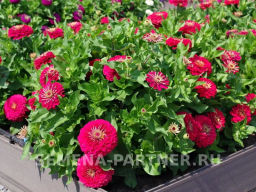 Цинния георгиновидная Фэнтези Византийская Фуксия - Партнер фото 6