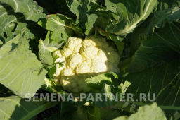 Капуста цветная Смилла - Партнер фото 5