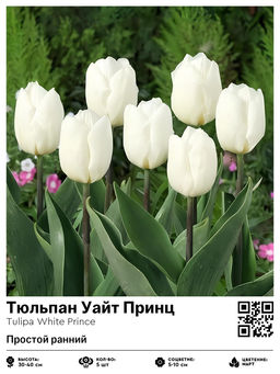 Тюльпан White Prince (Простой ранний) - Голландские луковицы фото 2