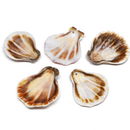 Ракушка морской гребешок в натуральном цвете 30*35мм, 5 ракушек Радуга камня