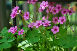 Кислица Розея, горшок 0,4л