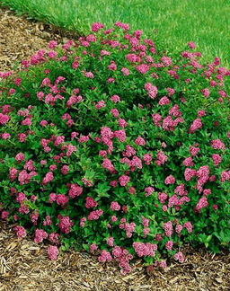 Спирея японская Nana