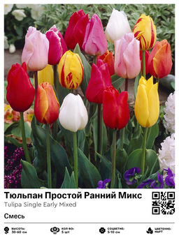 Тюльпан Single Early Mixed (Простой ранний) - Голландские луковицы фото 3