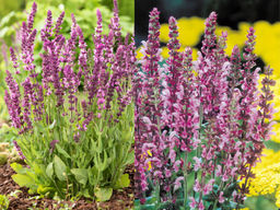 Шалфей дубравный Роуз Квин - Долина роз фото 4