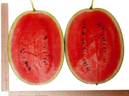 Арбуз Юнкер - Партнер фото 3