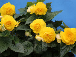 Бегония махровая желтая (Double Yellow) - Долина роз фото 5