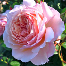 R568 Э ШРОПШИР ЛЭД