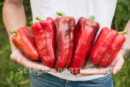 Перец сладкий Ливадия - Партнер фото 5