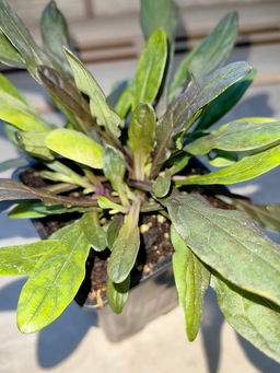 Живучка ползучая Чоклейт Чипс