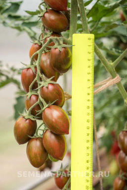 Томат Черри Миднайт - Партнер фото 6