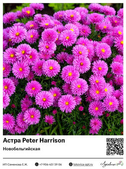 Астра Peter Harrison (Кустарниковая)