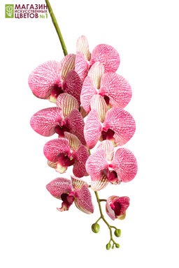 136 Орхидея фаленопсис (9 цветков)