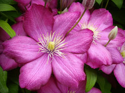 Клематис Ville de Lyon (Виль де Лион)