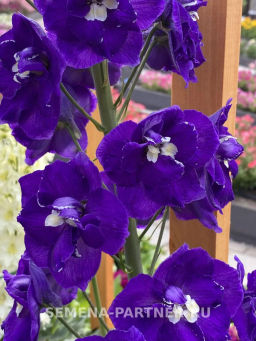 Дельфиниум Перпл Пейшен - Партнер фото 4