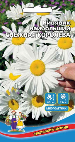 Нивяник СНЕЖНАЯ КОРОЛЕВА (СЕРЕБРЯНАЯ ПРИНЦЕССА)